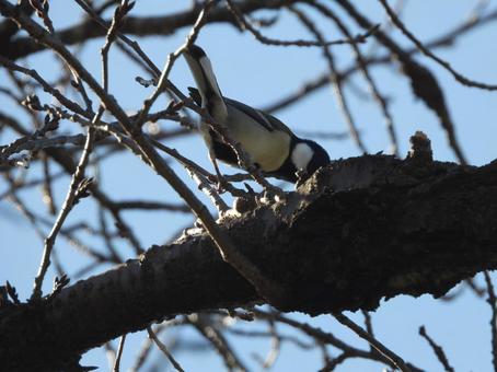 近所の小川で撮ったシジュウカラ 近所の小川で撮ったシジュウカラ 野鳥,鳥,動物の写真素材