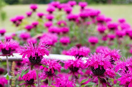 Photo, bergamot, flower, plant, 