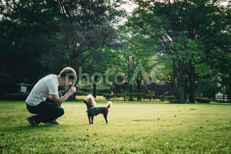 公園で男性と遊ぶトイプードル トイプードル,トイプー,夏の写真素材