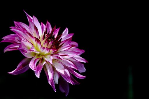 色鮮やかな大輪 色鮮やかな大輪 ダリア,花,キク科の植物の写真素材