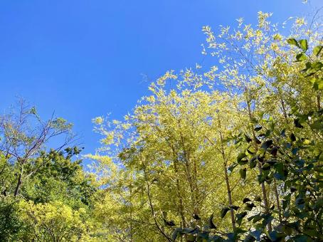 竹 竹 竹,竹林,竹やぶの写真素材
