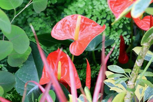 アンスリウム８　 アンスリウム,ハート形,葉の写真素材