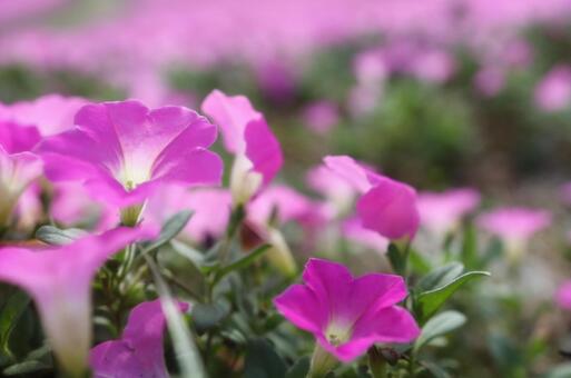 芝桜 芝桜,桜,季節の写真素材