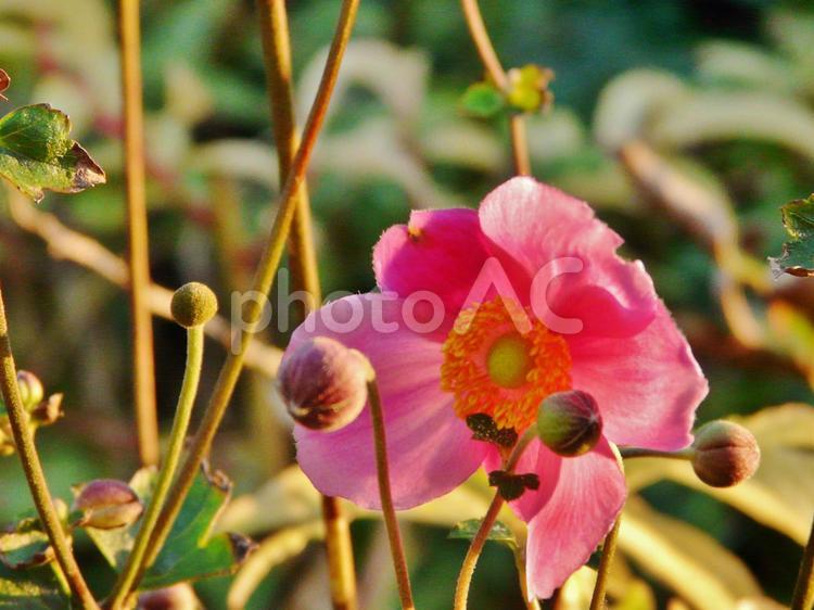 シュウメイギク シュウメイギク,花,植物の写真素材