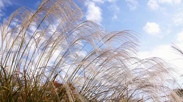 ススキ-92 ススキ,なびく,青空の写真素材