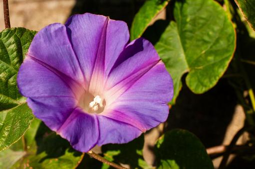 紫の朝顔の花 紫の朝顔の花 朝顔,アサガオ,日本朝顔の写真素材