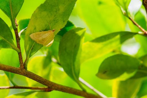 Photo, moth, nomeiga, insect, 