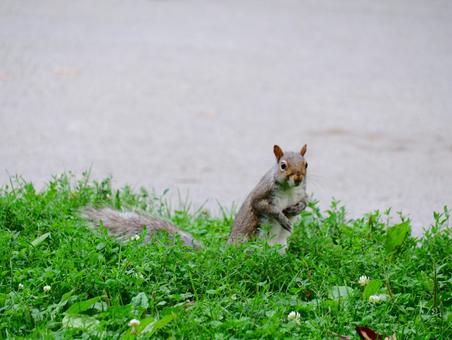 Photo, a squirrel, small animals, creatures, 