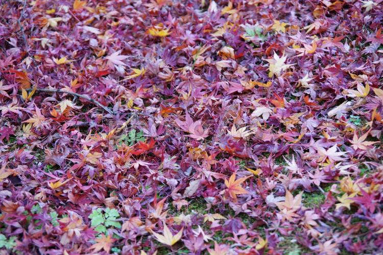 落ち葉で覆われた北の丸公園の大地 北の丸公園,絨毯,風景の写真素材