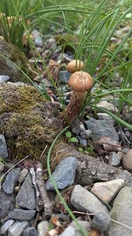 mushroom, JPG mushroom, JPG