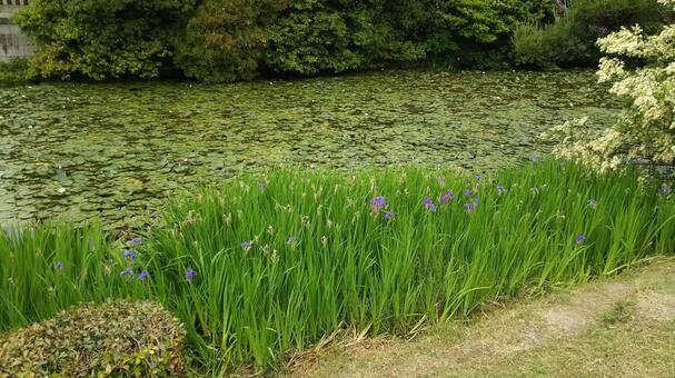 畔に花咲く池 池,睡蓮,水面の写真素材