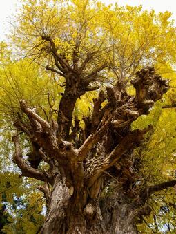 丸森の大銀杏⑷ イチョウ,黄葉,秋の写真素材