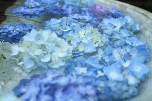 Hydrangea Kamakura, JPG Hydrangea Kamakura, JPG