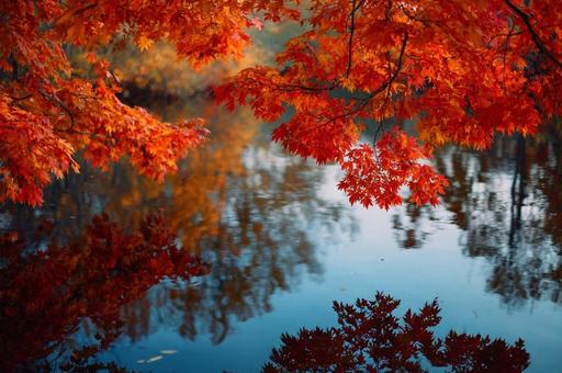 紅葉したもみじと水面 湖 紅葉したもみじと水面 湖の写真