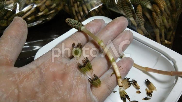 つくし５ 旬,下処理,手順の写真素材