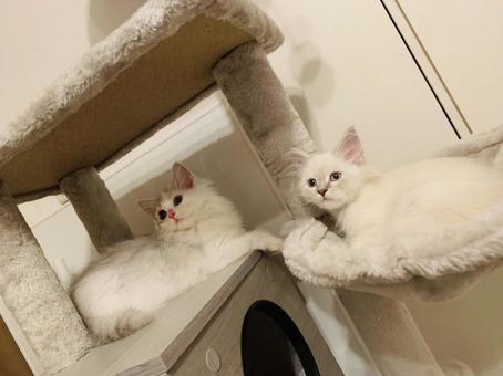 子猫 子猫の写真