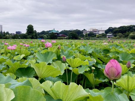 ハス ハス ハス,蓮,花びらの写真素材