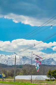 北海道 雪山と鯉のぼり 北海道 雪山と鯉のぼりの写真