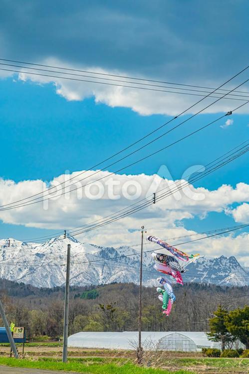 北海道　雪山と鯉のぼり 北海道,hokkaido,観光地の写真素材