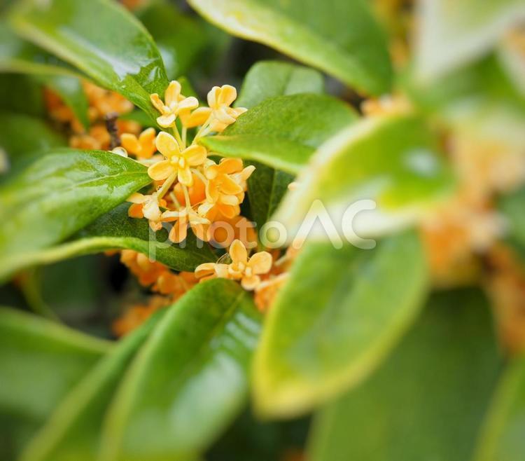 雨の日の金木犀 キンモクセイ,秋,花の写真素材
