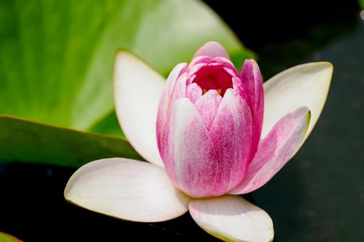 Photo, early summer, flower, water lily, 