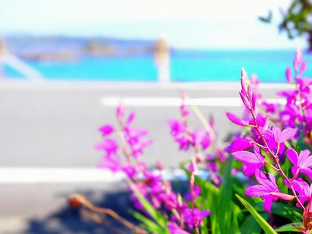 ピンクの花 風景,花,自然の写真素材