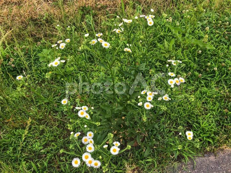 夏に咲く花！自然にのるあの茜により 自然,草,夏の写真素材