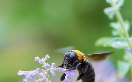 緑色背景クマバチ熊蜂のどアップネペタの花 緑色背景クマバチ熊蜂のどアップネペタの花の写真