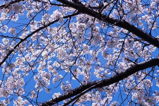 青空に映える満開の桜 青空に映える満開の桜 桜,春,満開の写真素材