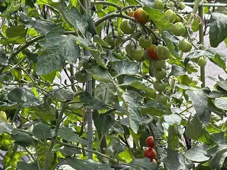 トマト トマト,野菜,収穫の写真素材