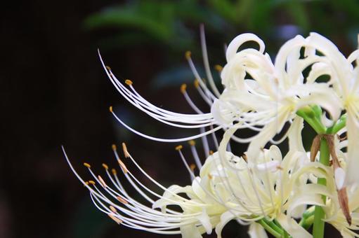 曼殊沙華　彼岸花 彼岸花,曼殊沙華,9月の写真素材