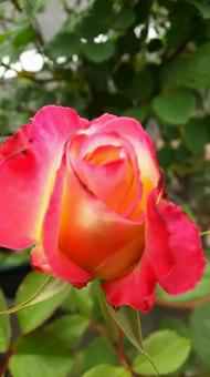 Rose. bud. Double Delight, JPG