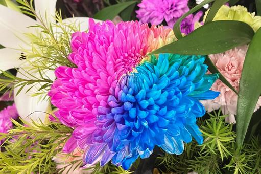 レインボーマム レインボーマム レインボーマム,レインボーキク,菊の写真素材