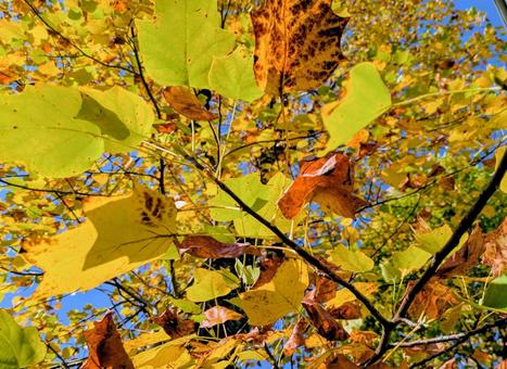 色づくプラタナスの葉と秋の青空　アップの写真