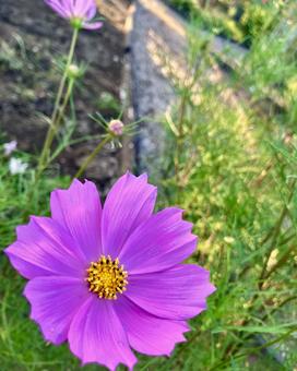 花壇にコスモス 花壇にコスモスの写真