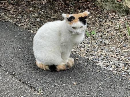 お座り お座りの写真