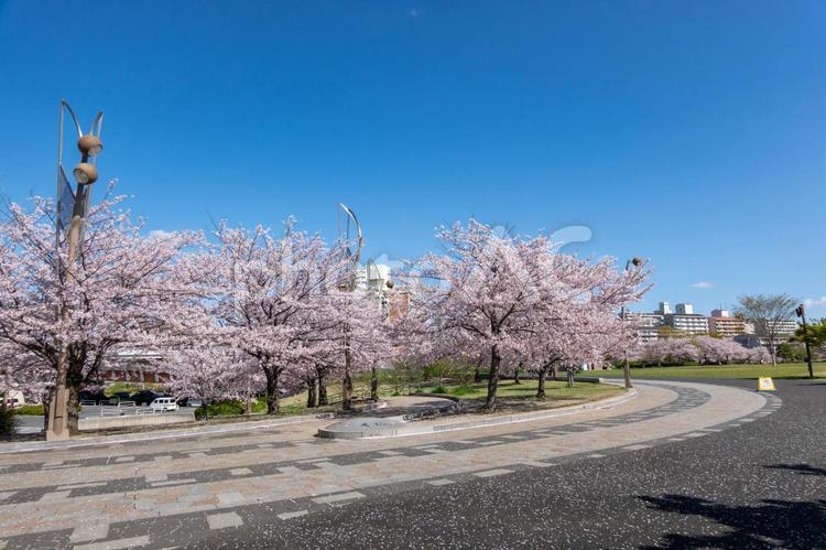 大島小松川公園　桜 大島小松川公園,江戸川区,東大島の写真素材