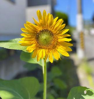 Sunflower fields in full bloom in midsummer, sunflower, sunflower, sunflower, JPG