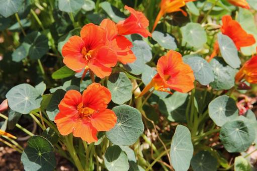 ナスタチウム ナスタチウム 草花,風景マクロ,春の写真素材