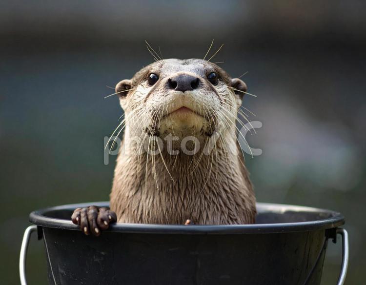かわうそ カワウソ,かわうそ,コツメカワウソの写真素材