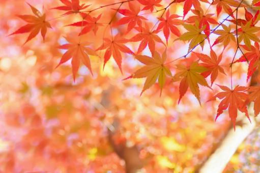 紅葉の秋もみじ 紅葉の秋もみじの写真