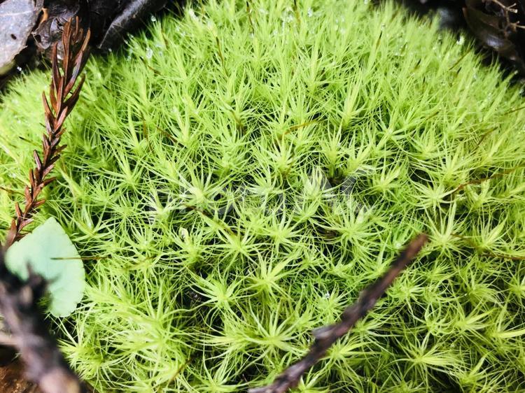 輝く星のような苔 冬,登山,苔の写真素材