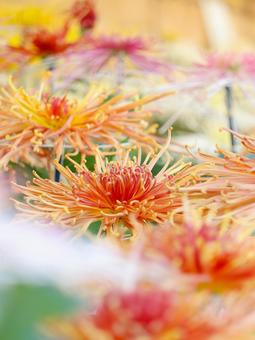 菊 菊 菊,菊の花,キクの写真素材