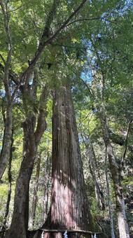 自然の芸術：奥宮のご神木の佇まい 貴船神社,奥宮,ご神木の写真素材