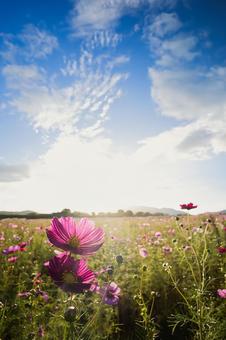 青空と強い光に輝くマゼンタ色のコスモス畑 コスモス,秋桜,花畑の写真素材