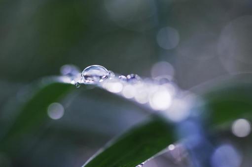 葉についた美しい水滴 葉についた美しい水滴の写真