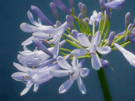 Photo, agapanthus, purple clam, blue, 
