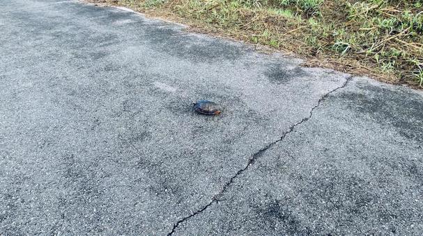 亀 亀,風景,自然の写真素材