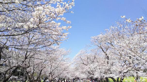 桜3 桜3の写真