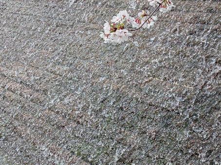 桜と水 桜と水 桜,水,花の写真素材
